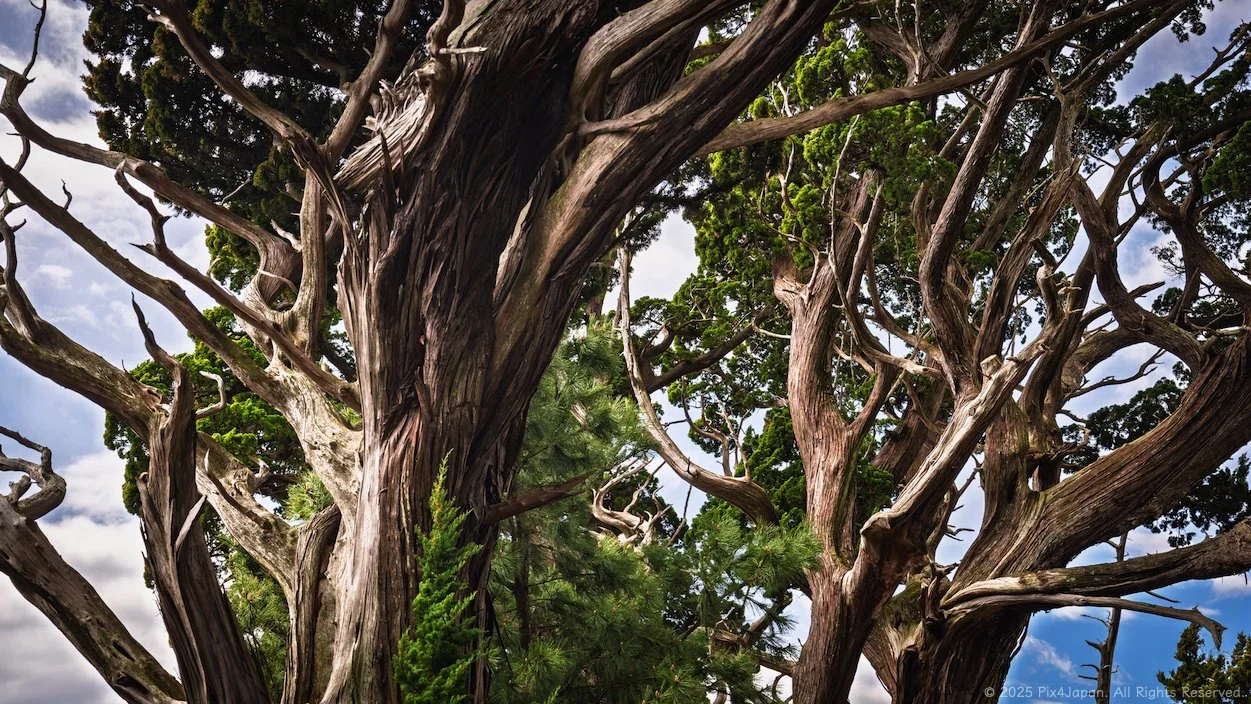 Canopy of the Ancient Ones: Divine Junipers of Cape Osezaki